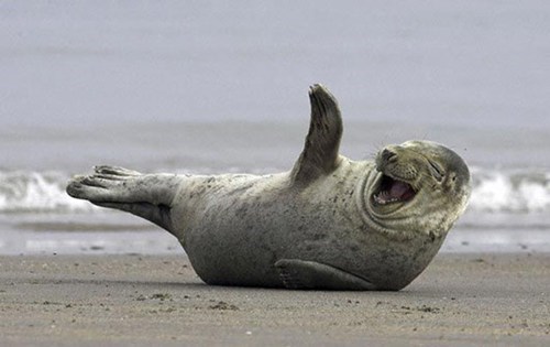 A laughing seal - writing humour